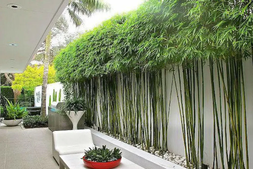 Modern minimalist courtyard featuring a green bamboo privacy wall, white concrete planters, stone pebbles, and sleek white patio furniture.
