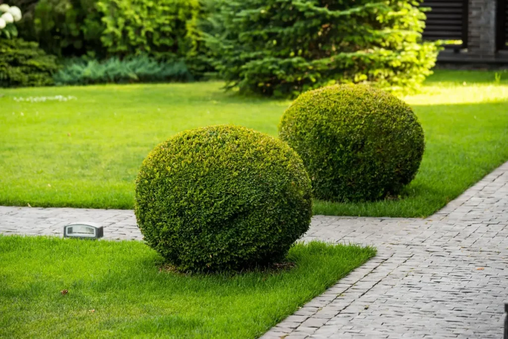 Two neatly pruned round boxwood globes growing on a green lawn next to a grey stone paved garden pathway.