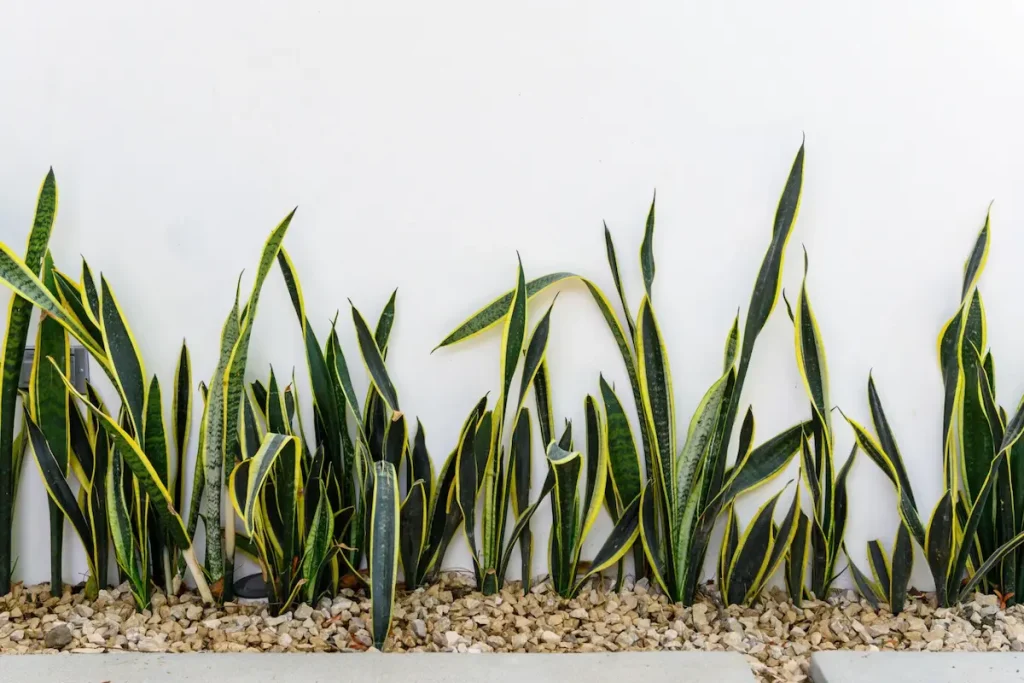 A row of variegated snake plants with yellow edges growing along a white stucco wall in a minimalist gravel garden bed.