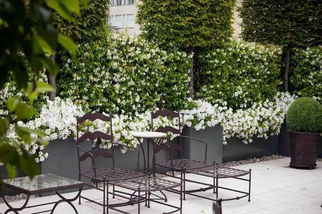 A blooming white jasmine living wall planted in modern charcoal grey planters behind elegant iron patio furniture.