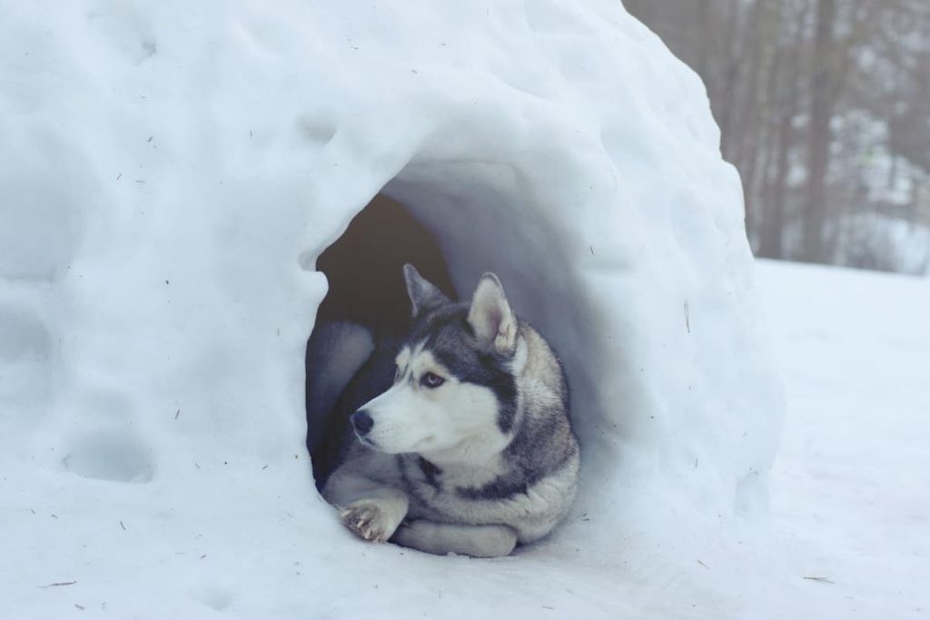 Infographic guide for outdoor dog houses featuring specific recommendations for Labrador, French Bulldog, Beagle, German Shepherd, Poodle, and Husky breeds.