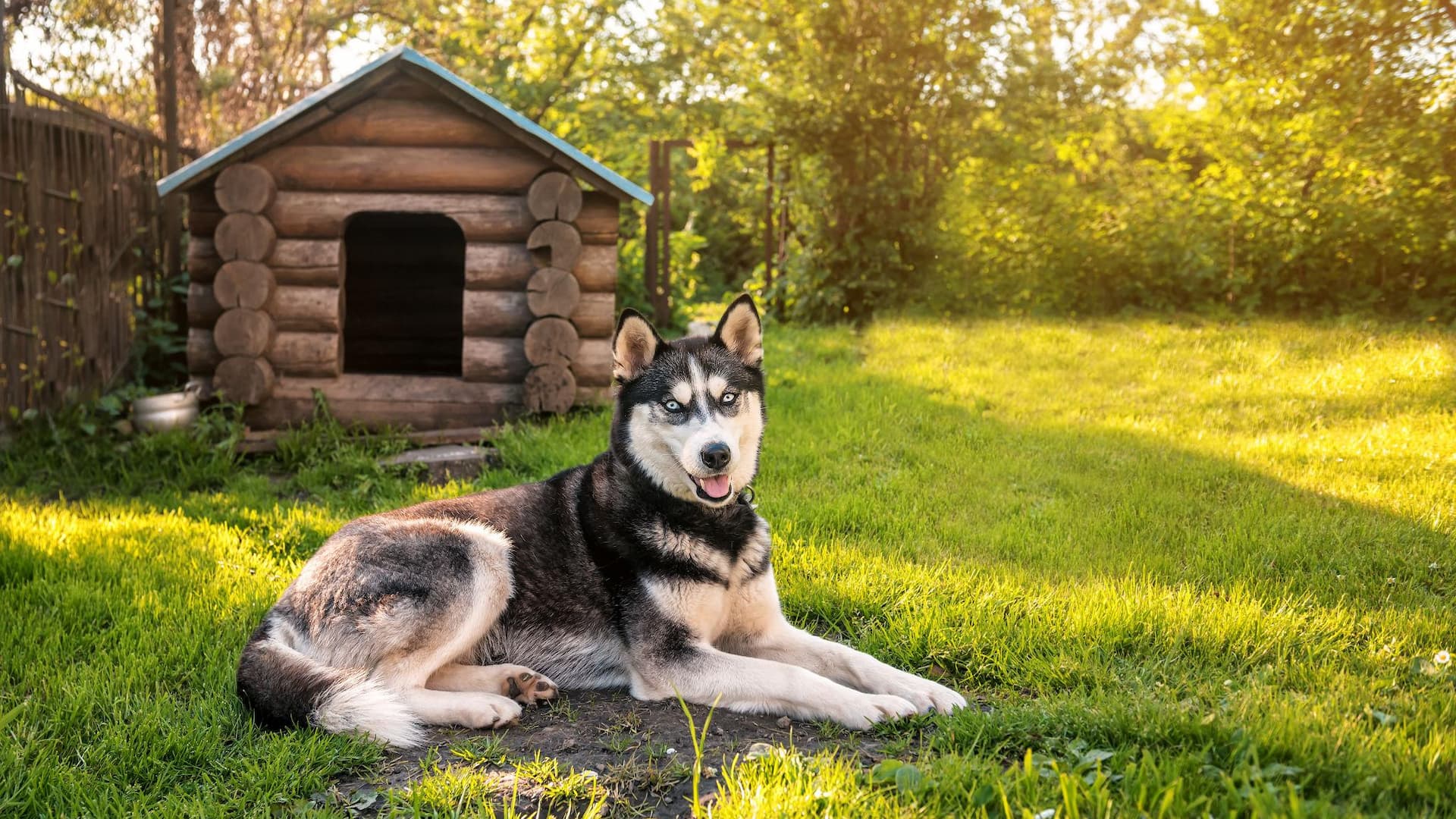 DIY Husky Outdoor Dog House Guide
