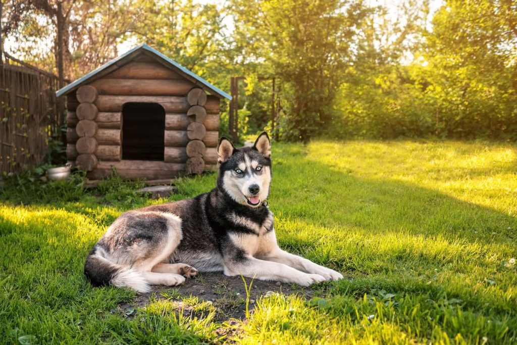 Durable DIY wooden dog house with a grey asphalt shingle A-frame roof and wide doorway, designed for Husky weather protection in a garden