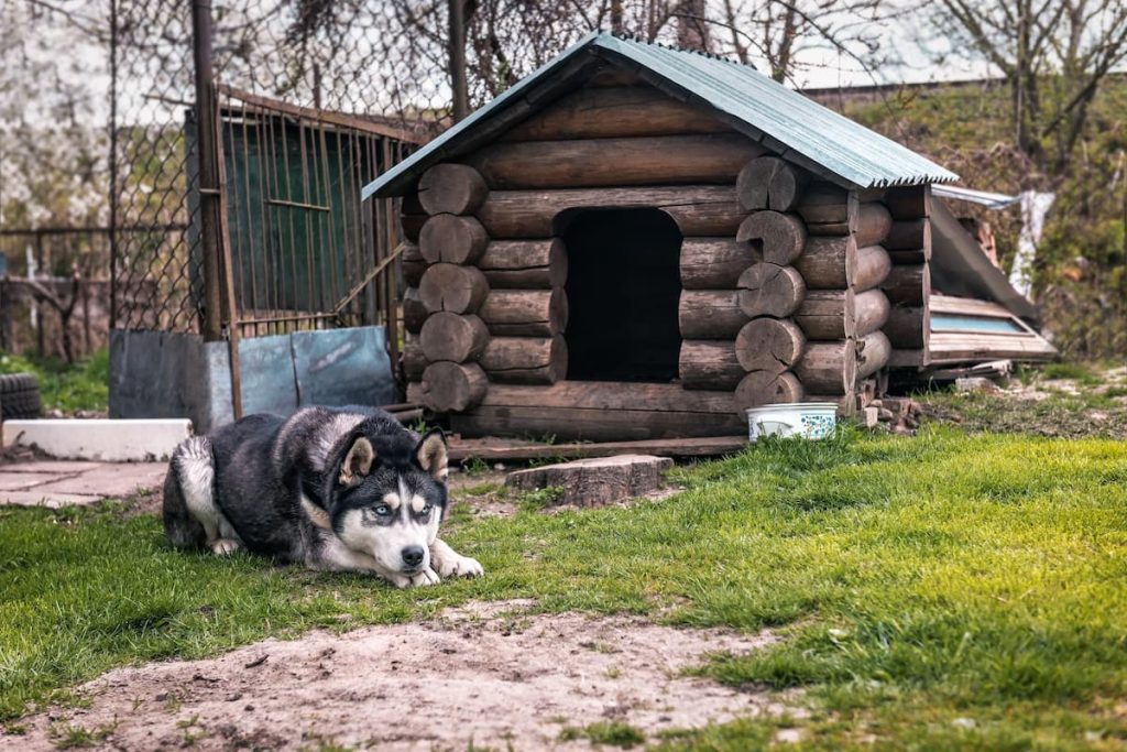 DIY outdoor dog house construction showing a person using a drill to assemble a sturdy 2x4 lumber frame for a Husky shelter.